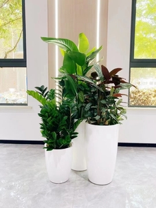 热荐！宁波镇海花卉出租，焕新您的环境！